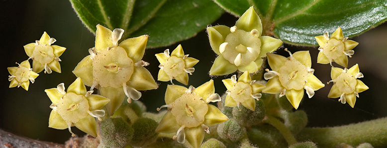 sidra flower.jpg